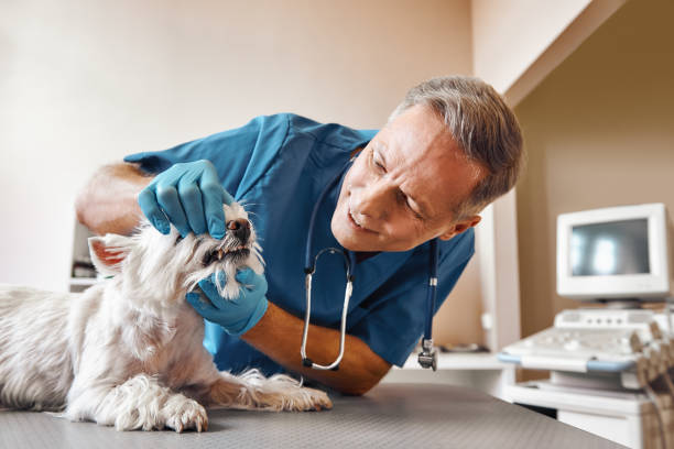 Best Emergency Root Canal Treatment in Oakwood, PA
